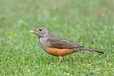 Rufous-bellied Thrush